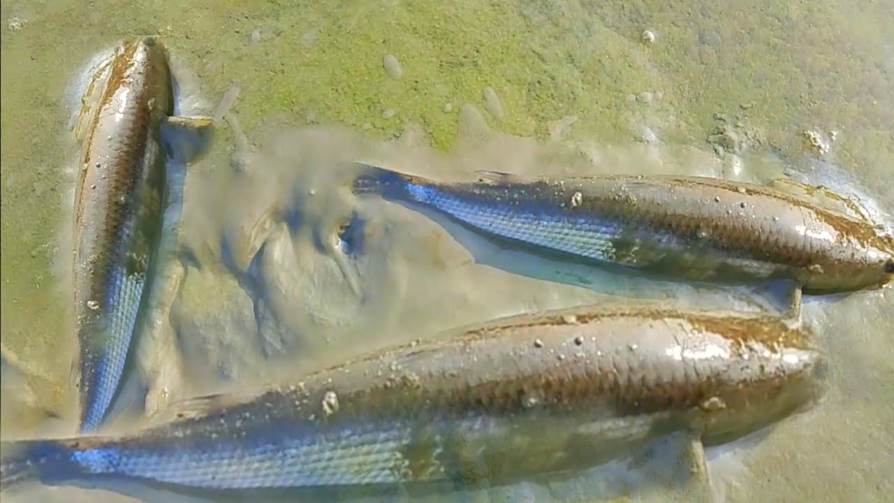 Best amazing hand fishing vedio / Traditional net fishing vedio 🐟