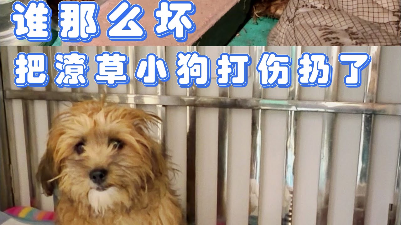 小区里突然出现的“潦草小狗”，应该是被打伤扔出来的！小模样太可怜了，这在外面咋活啊#善待动物关爱生命 #流浪狗救助 #关爱流浪动物 #流浪狗 