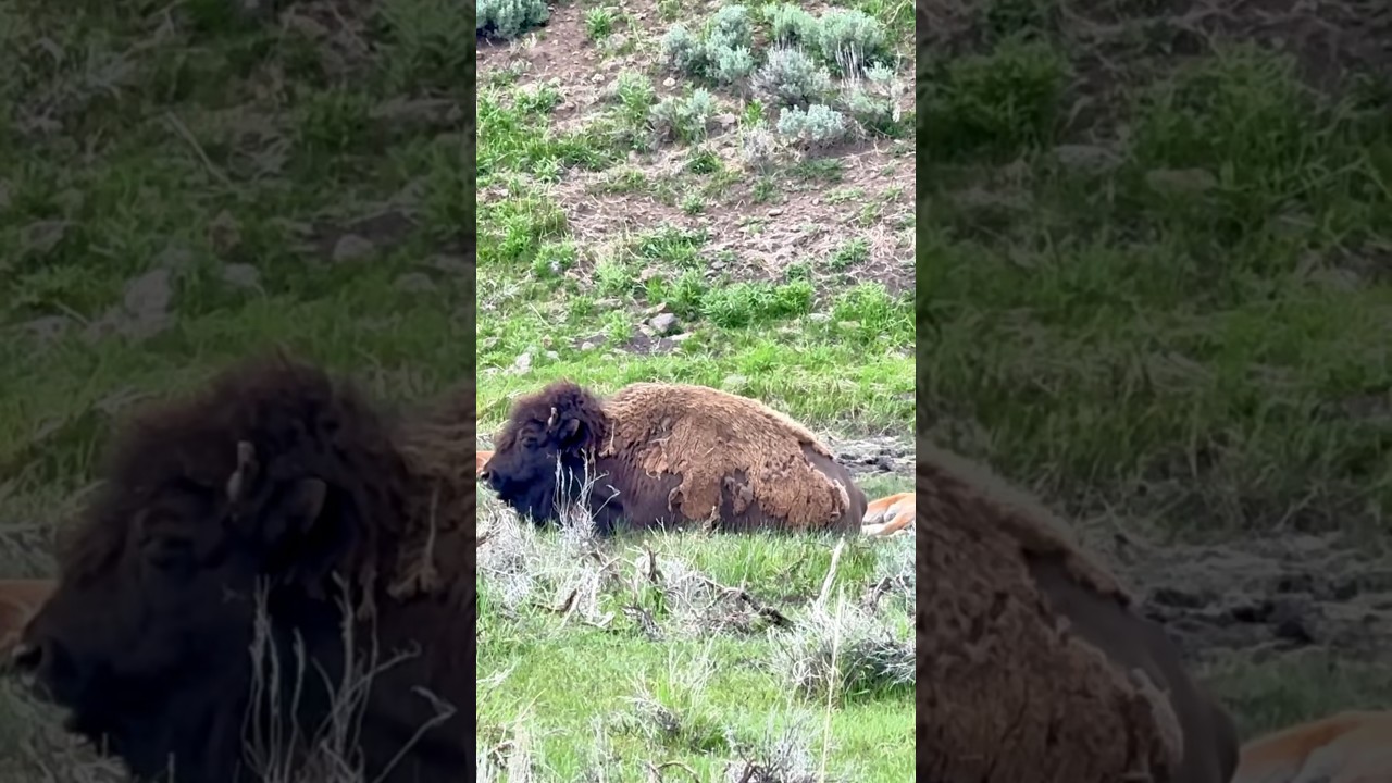Tender Moments: Baby Bison and Family in Yellowstone