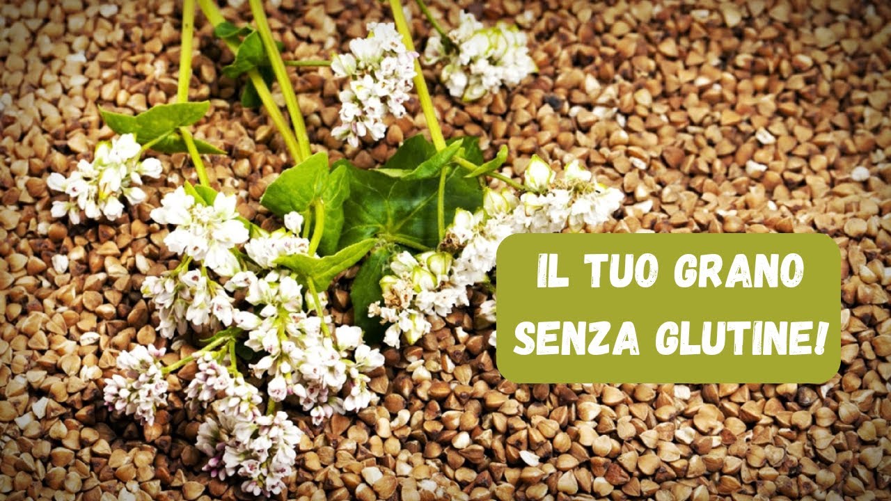 Guida Completa alla Coltivazione del Grano Saraceno: Passi e Segreti