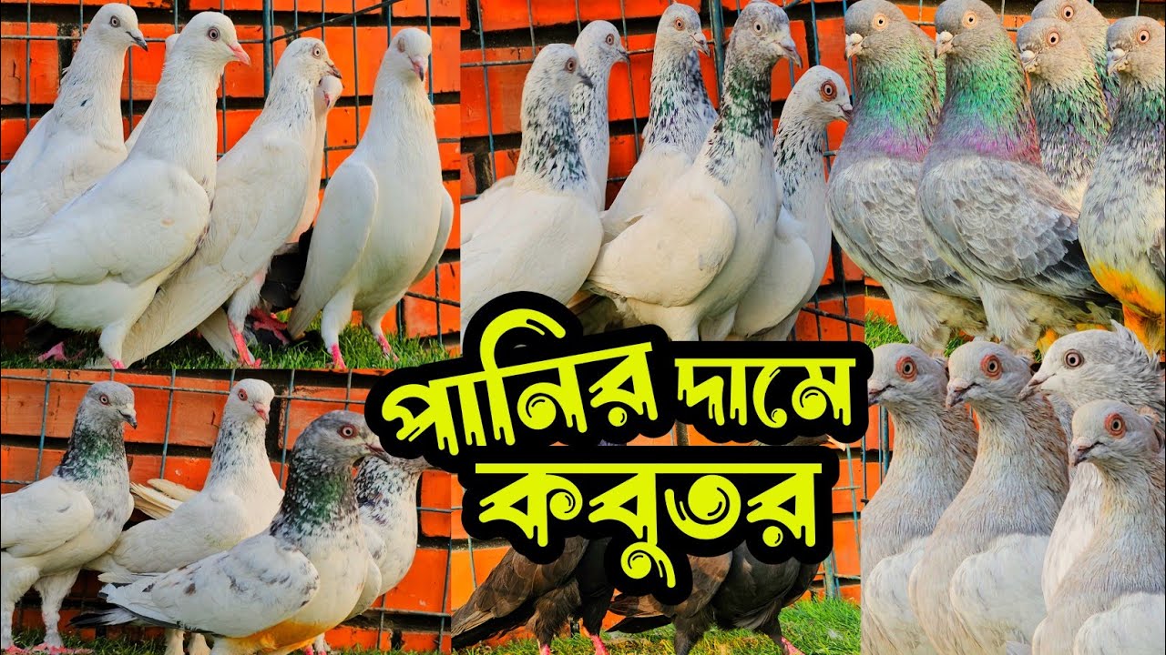 সবচেয়ে কমদামে পানির দামে আর্মি,গররা,চিলা,কালদম,রেসার কবুতর কিনুন | শখের ফেরিওয়ালা | Pigeon |