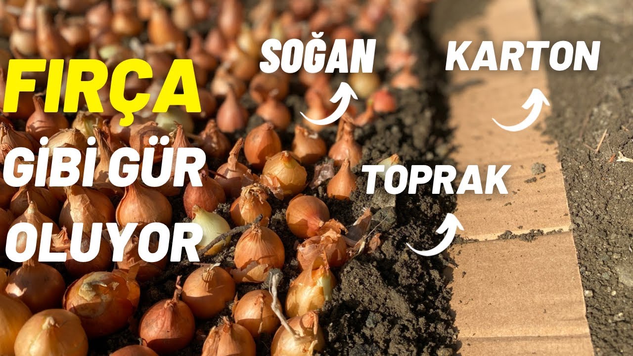 SOĞANLARIN ÇOK GÜR VE SAĞLIKLI OLSUN DİYORSANIZ