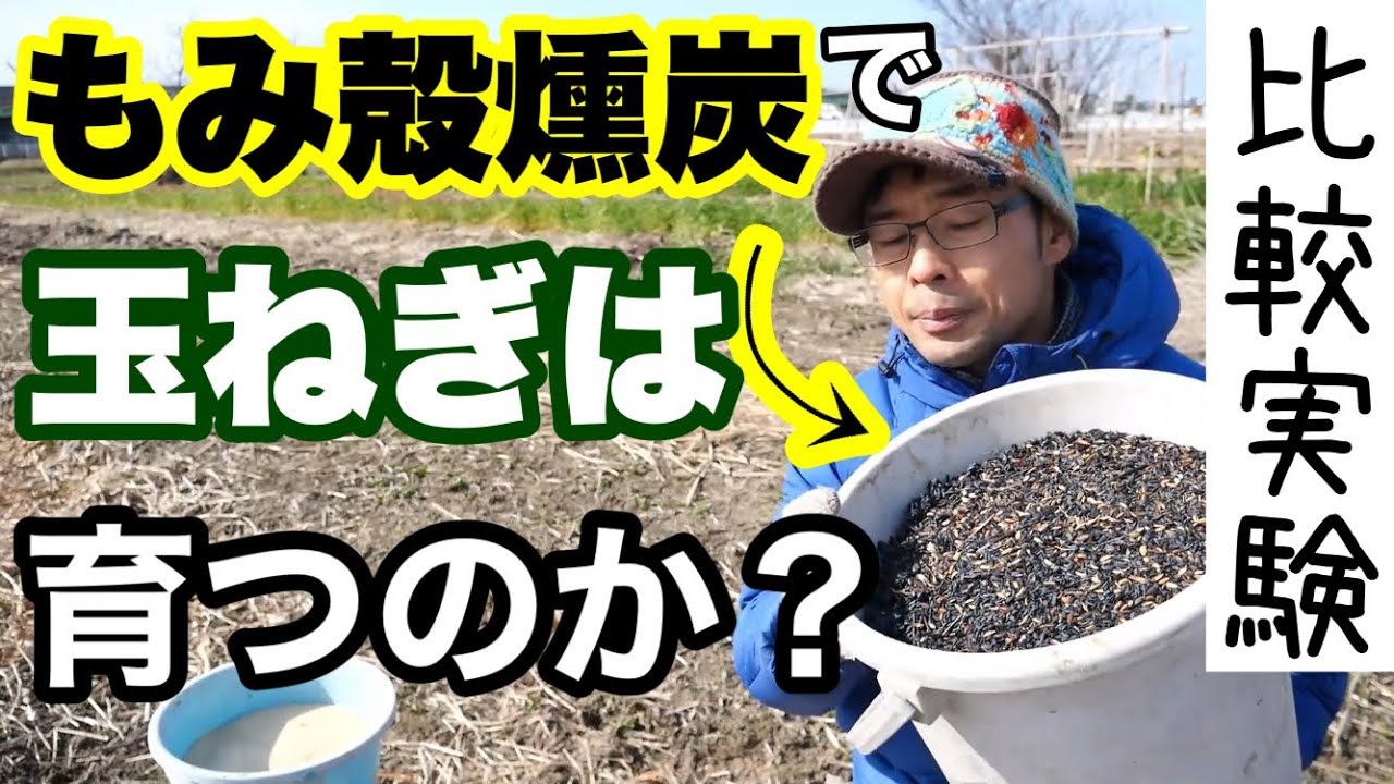 籾殻燻炭と米糠でタマネギの生育比較実験と手入れ【無農薬栽培】2022年1月27日