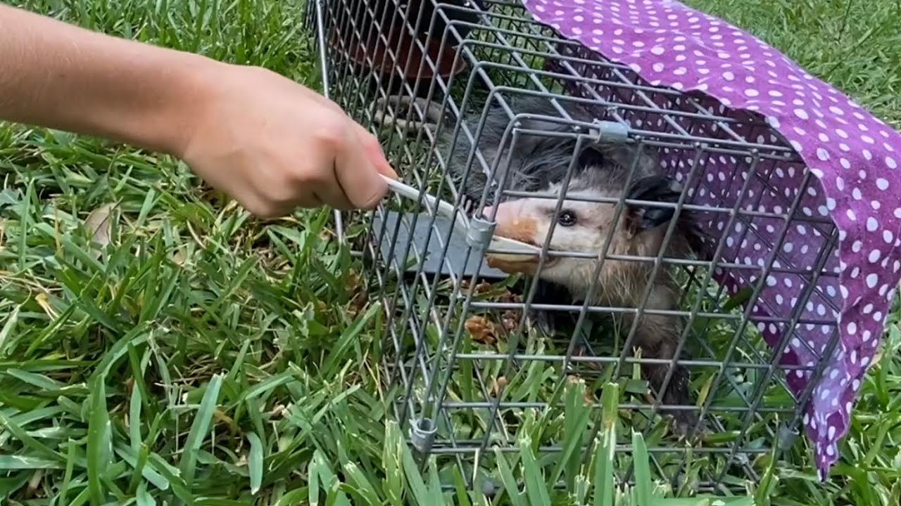 My 10 Year Old Saved This Possum! Self Filmed & Incredible Release!