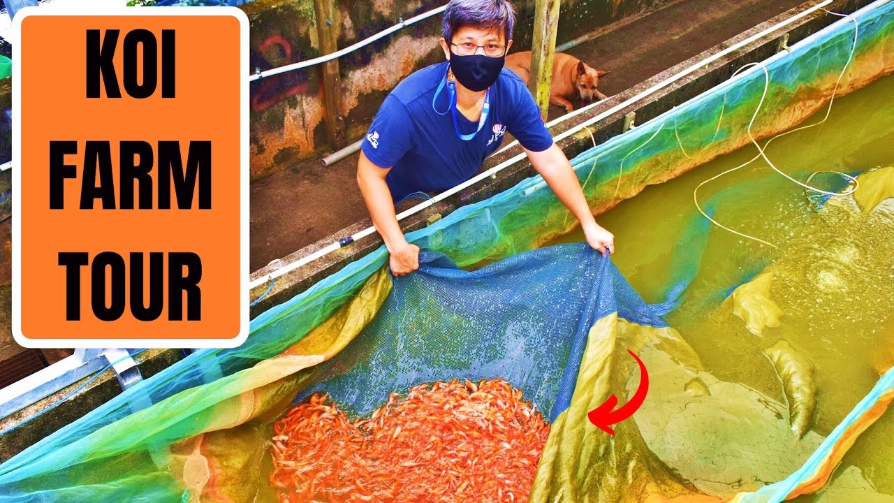 KOI BREEDING FARM TOUR | MARUGEN KOI FARM