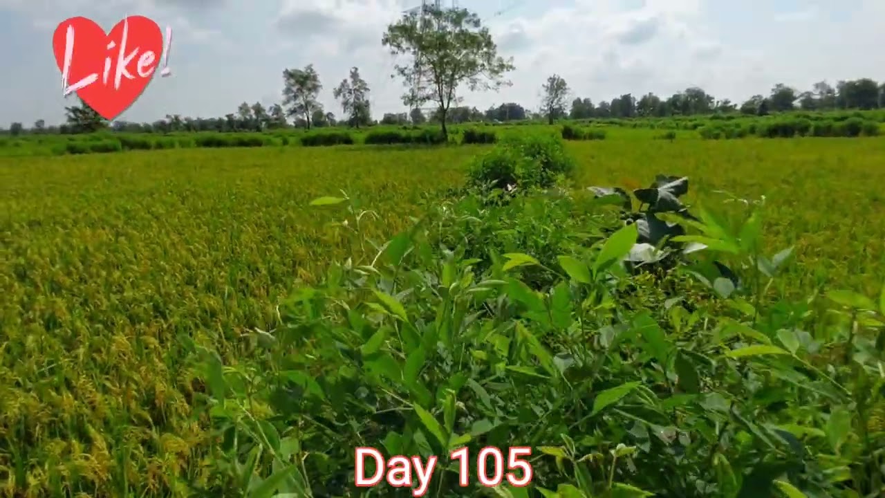 2025 Rainy Season Rice Farming Journey: From Seed to Harvest Day 105