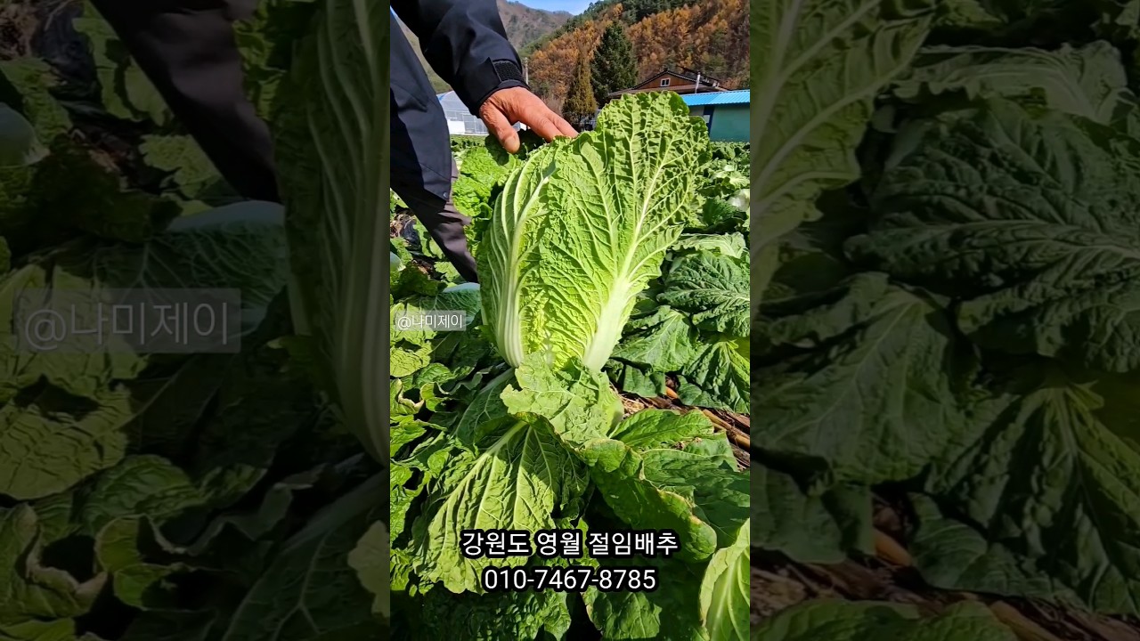 김장김치로 제일 좋은 배추는 ? 강원도 영월 절임배추