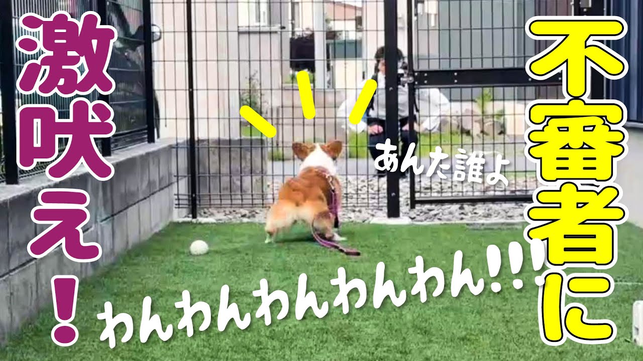 帰宅したパパを不審者と勘違いして、本気吠えしてしまったコーギー