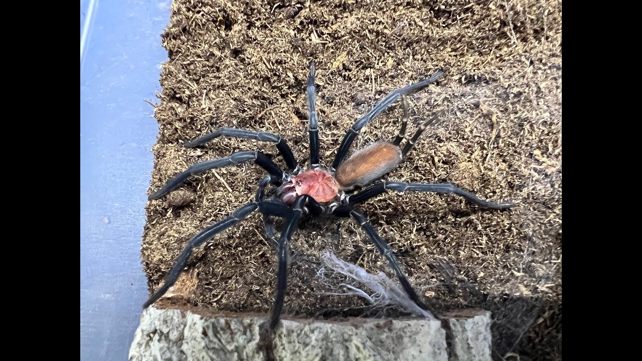 Harmonicon oyapoquae, The Devil Curtain Web , rehousing 4 of our sub adults