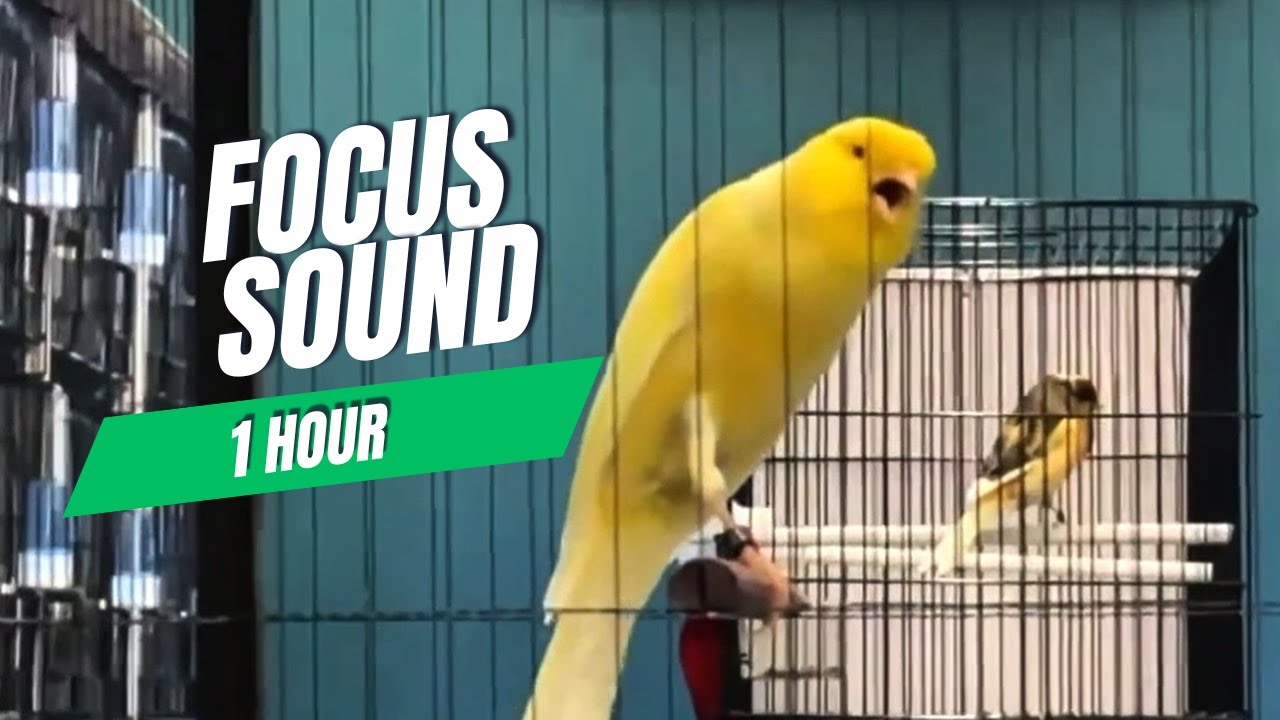 Canary Singing 1 Hour 🐦 Natural Bird Sound for Relax, Study & Focus