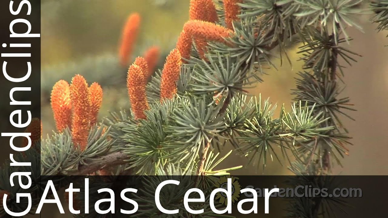 Blue Atlas Cedar: The Best Evergreen Specimen Tree!