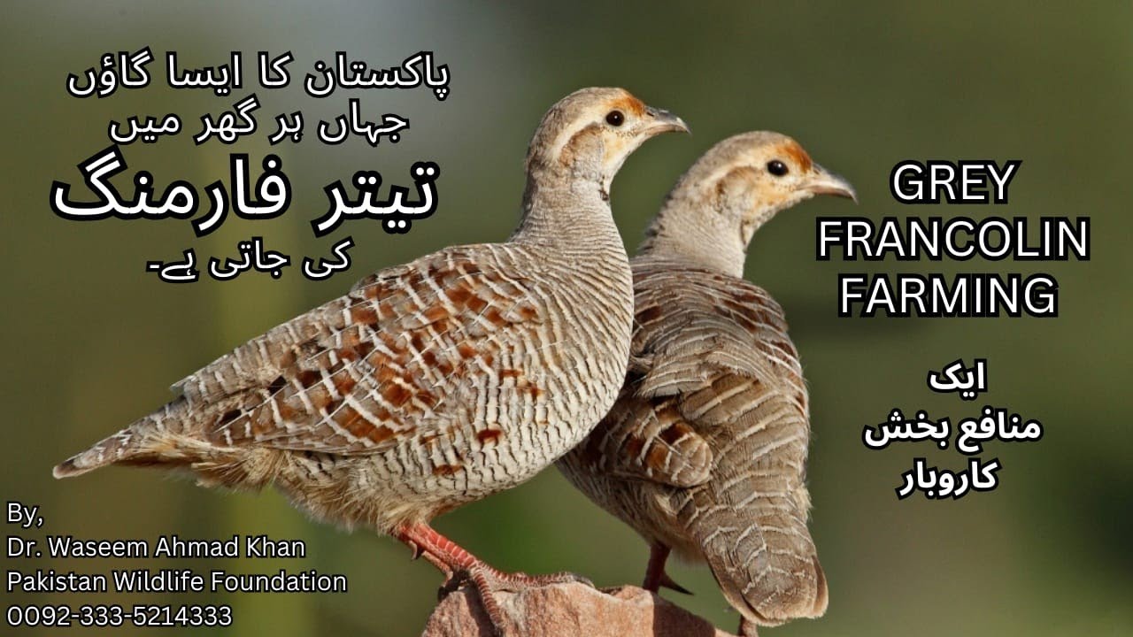 Grey Francolin Farming Business | A Pakistan Village Where Everyone Is Farming Grey Francolin