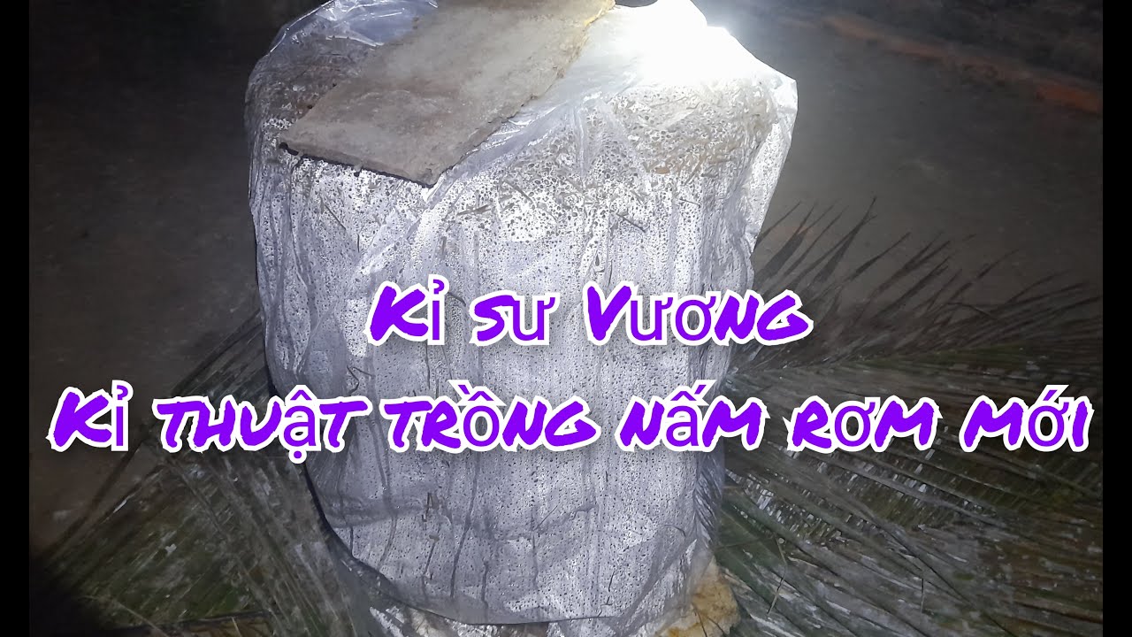 Hainhaimientay, Thí nghiệm mới kĩ thuật trồng nấm rơm làm nhanh ko tốn công
