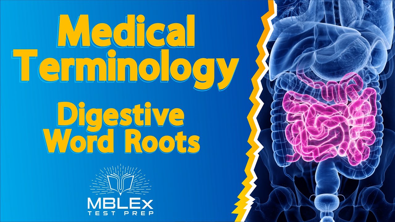 Медицинская терминология — корни слов, связанных с пищеварением