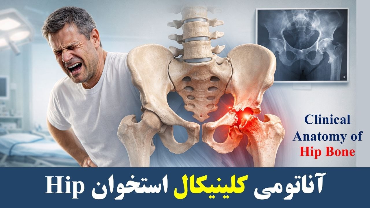 آناتومی استخوان‌های لگن و هیپ | Pelvis & Hip Bone Clinical Anatomy