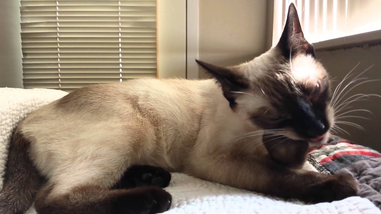 Aeris, my young chocolate point Siamese cat, biting her nails and lying on my bed