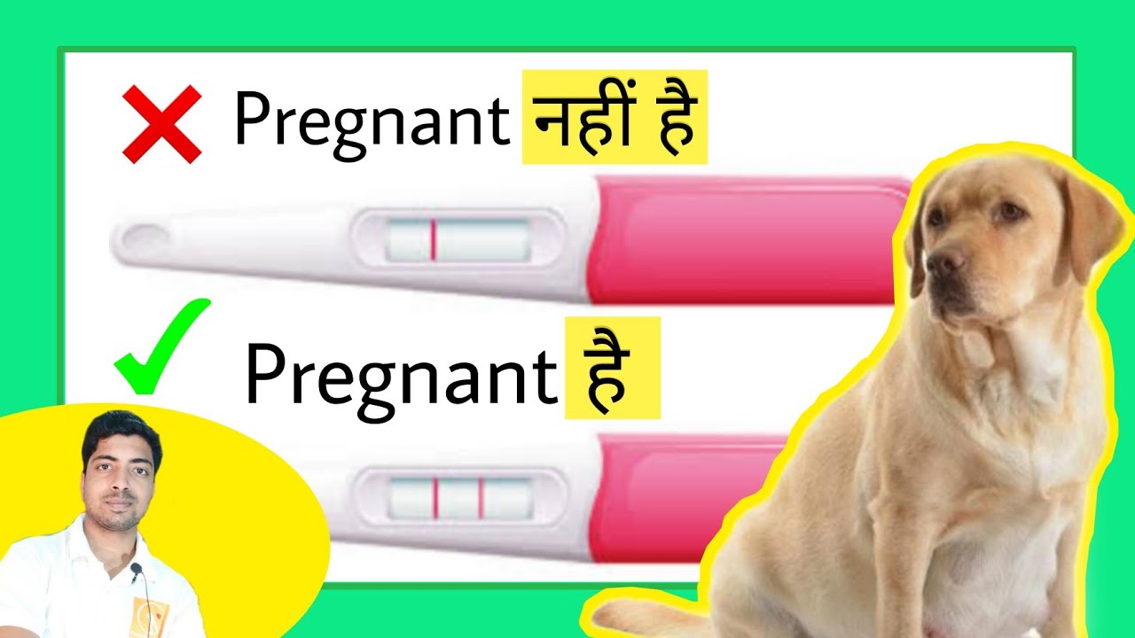 Detailed video : How to check if your dog is pregnant?