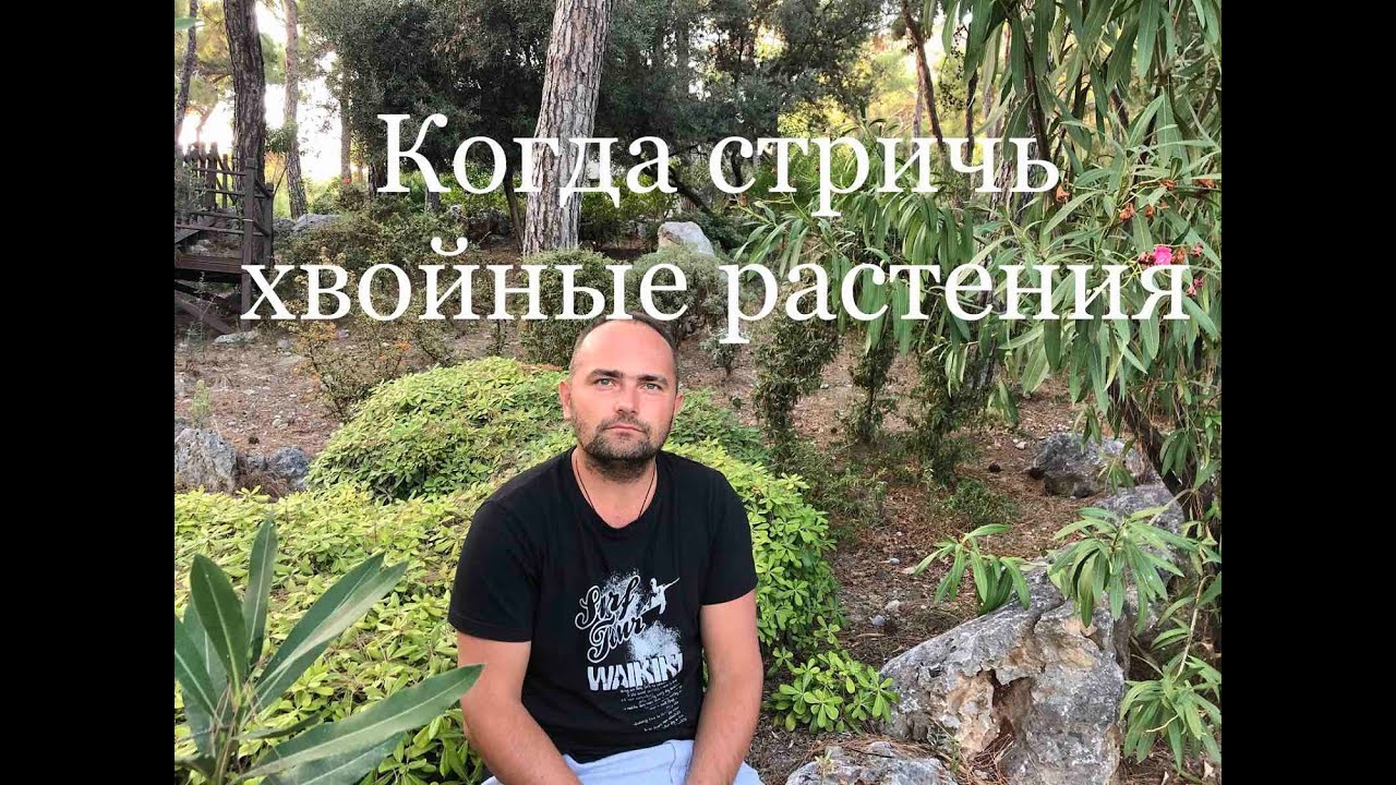 Сроки стрижки хвойных растений