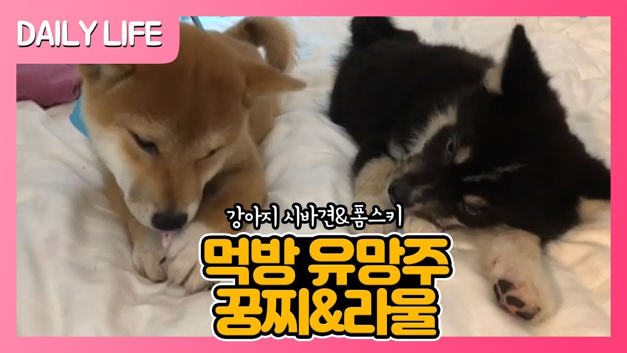먹방유망주 꿍찌&라울! 시바견과 폼스키의 어린시절 영상 공개 [까꿍이네 Daily Life]