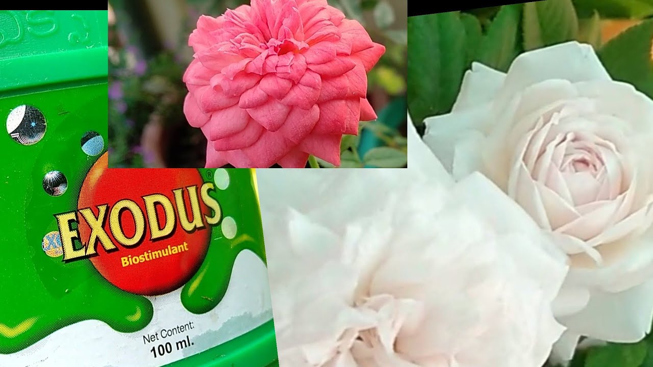 ரோஜா செடிக்கு பூச்சிவிரட்டி / Exodus Pesticide / MJ Terrace Garden