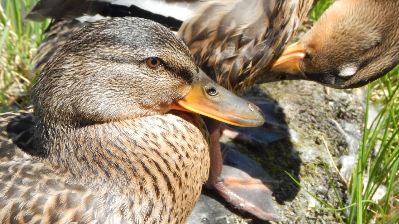 Mallard Ducklings (47 days old) practicing for synchronized preening olympics