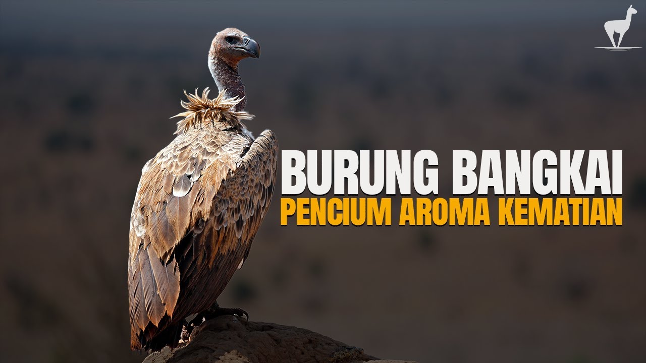 Burung Hering: Pembersih Dunia yang Mengerikan