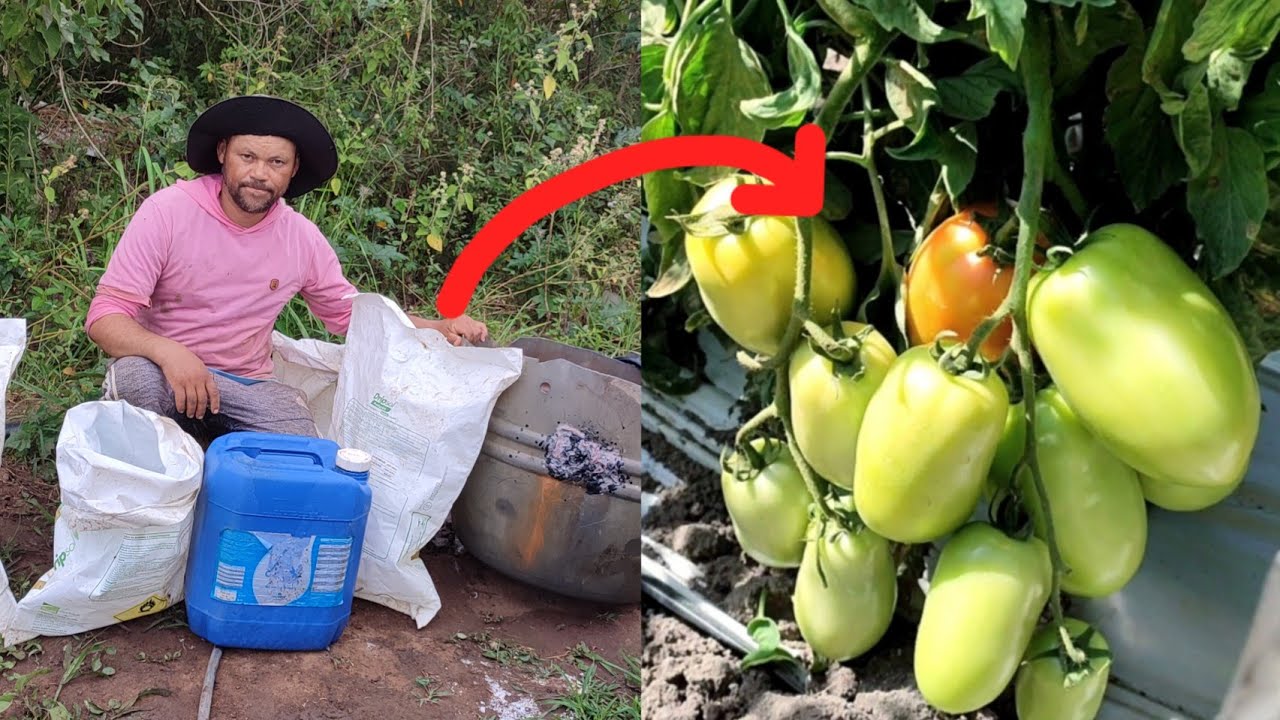 melhor adubação de produção#tomate