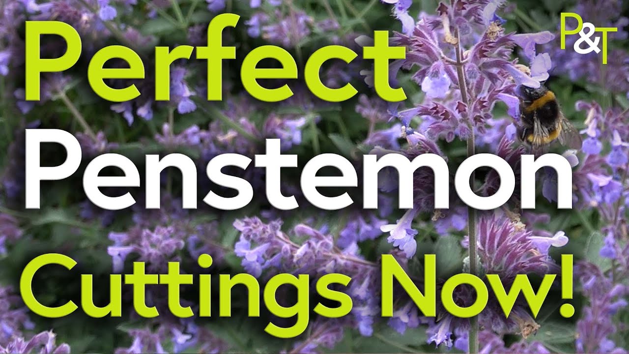 How to Take Penstemon Cuttings in June - Pots & Trowels