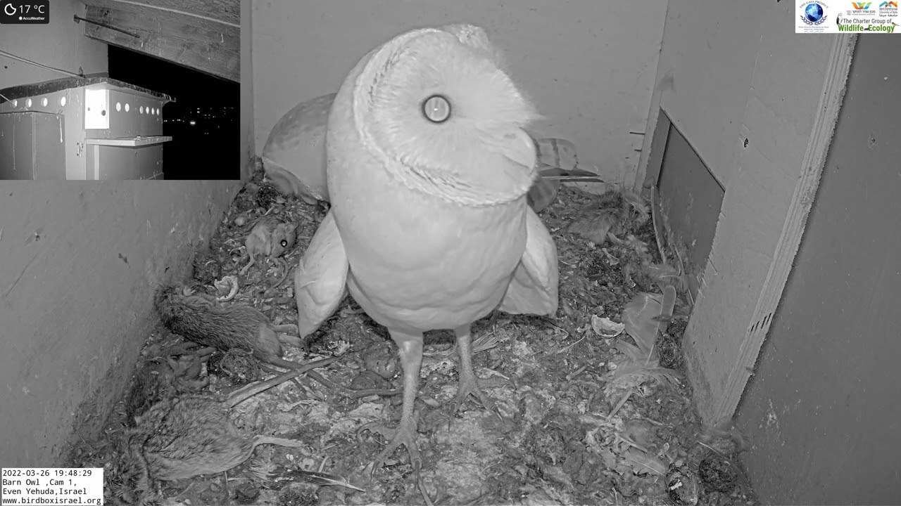 Female barn owl  feeds young and then male bring a huge jird in the LIVE Barn Owl Israel 4K Cam 1