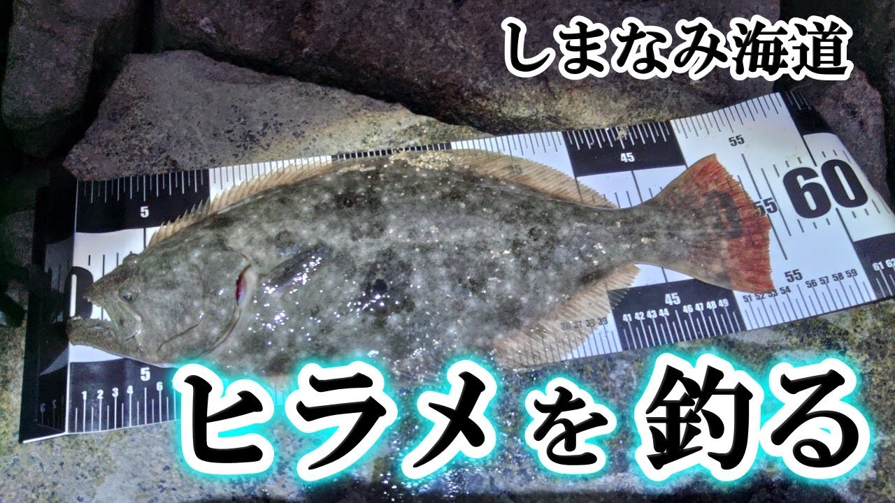 ヒラメとサーフ鰤を求めて　しまなみ海道に遠征