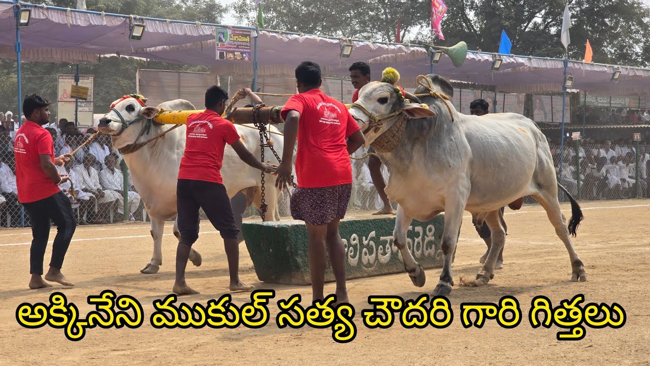 రెంటచింతల సీనియర్స్ 3జత. అక్కినేని ముకుల్ సత్య చౌదరి గారు.మల్లవల్లి గ్రామం బాపులపాడు మండలం