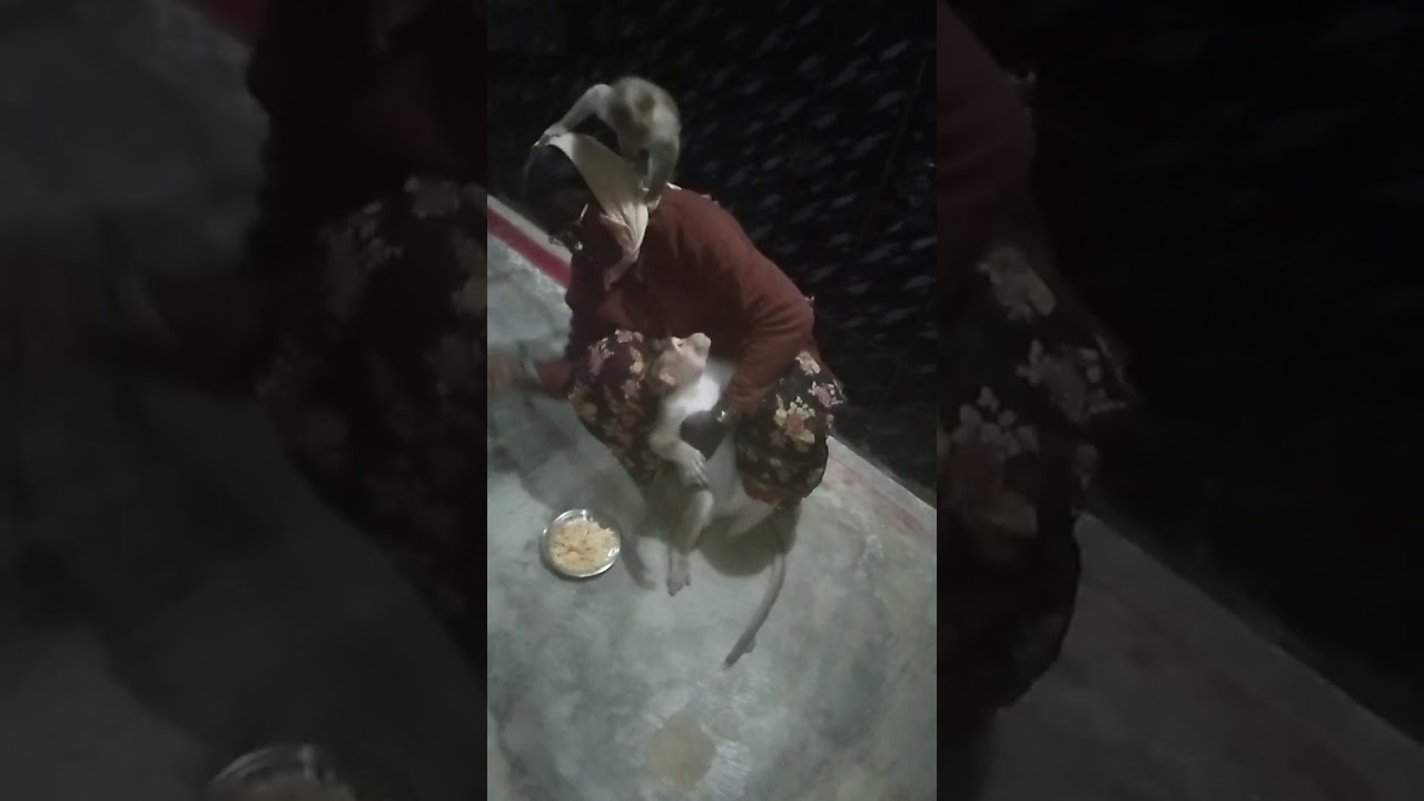 Monkey eating 