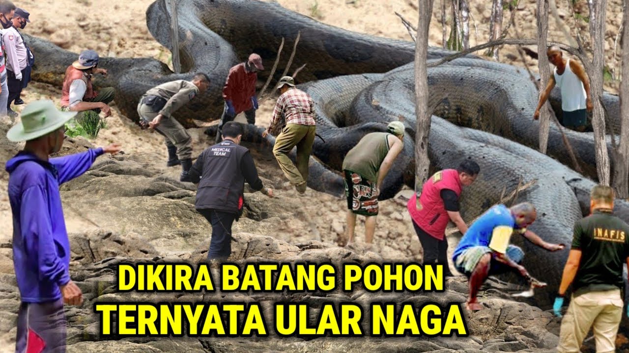 Viral !! Dikira Batang Pohon Kering' Ternyata Ular Naga Sedang Bertapa