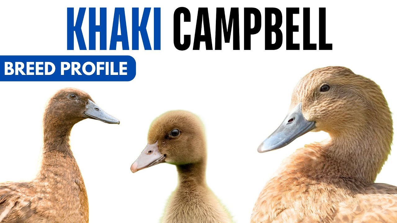 Khaki Campbell Duck Breed Profile History Health Issues - Khaki Campbell Duck Egg Ratio Lifespan
