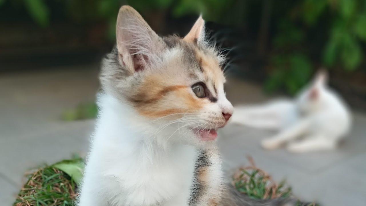 Time Machine Cats !!!! Longest Daily Cat's Story