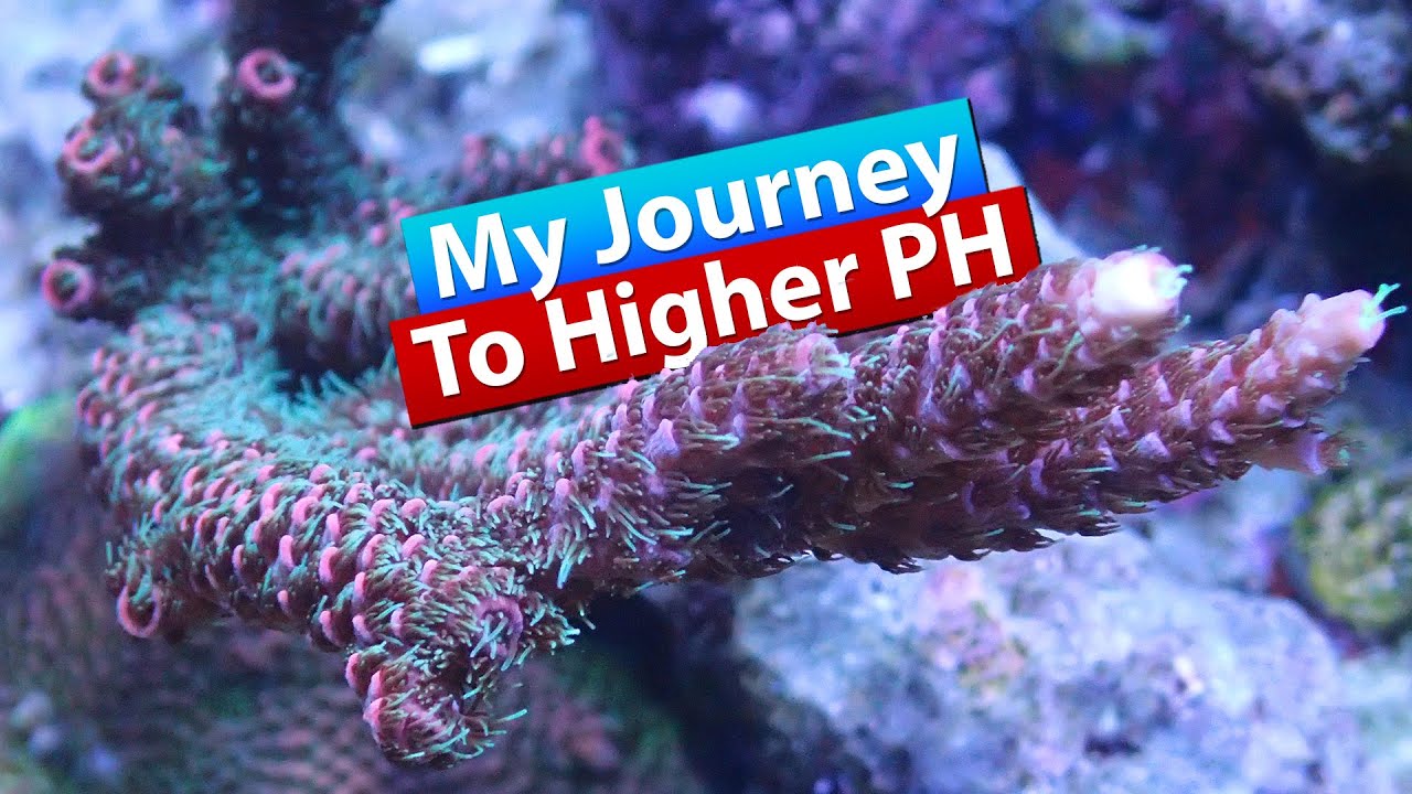 My Journey to Raising PH in my Saltwater Reef Tank Aquarium