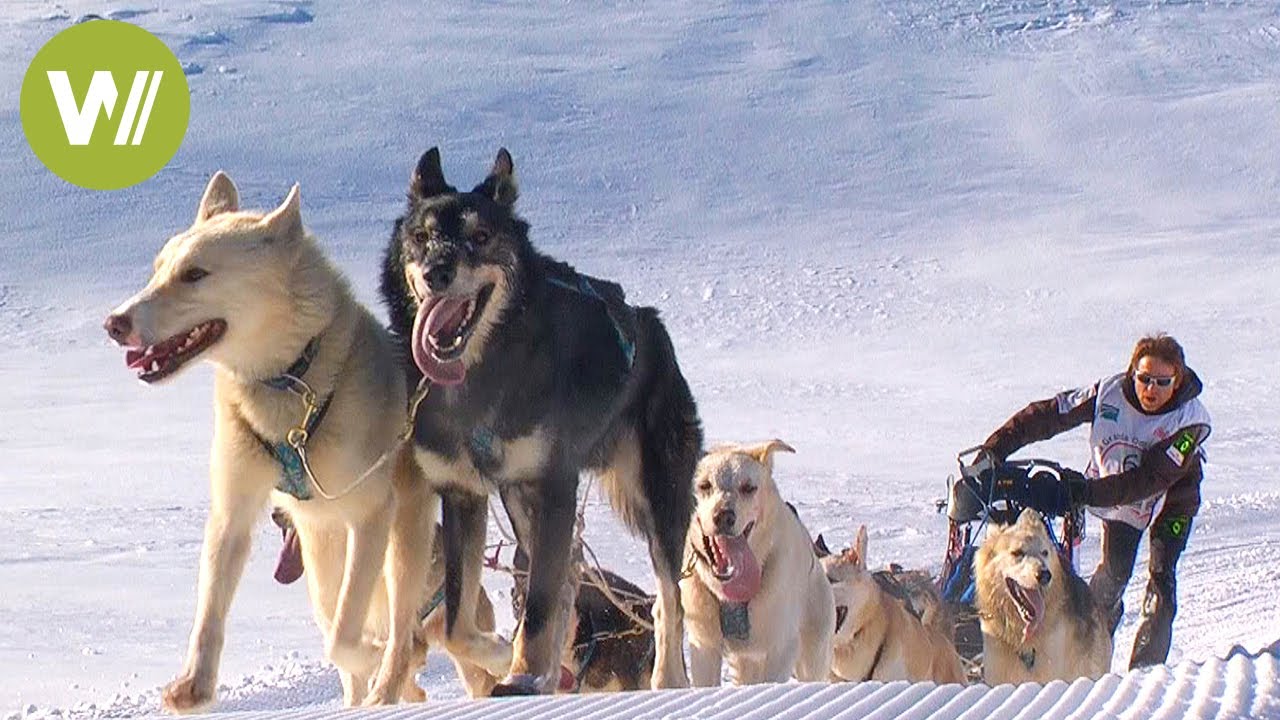Sled dog race in French Alps: La Grande Odyssée Savoie Mont Blanc