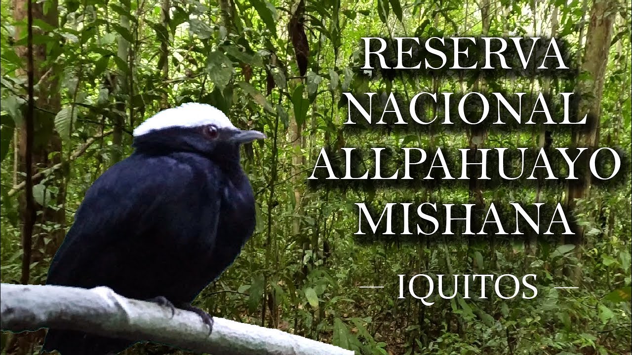 Reserva Nacional Allpahuayo-Mishana LORETO