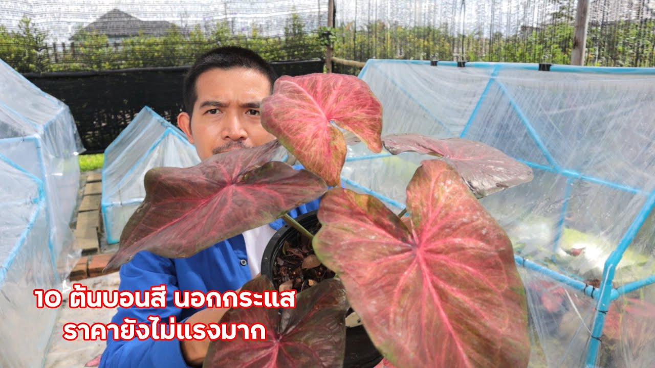 10 ต้นบอนสี นอกกระแส ราคายังไม่แรงมาก สวย มีเสน่ห์ น่าสะสม