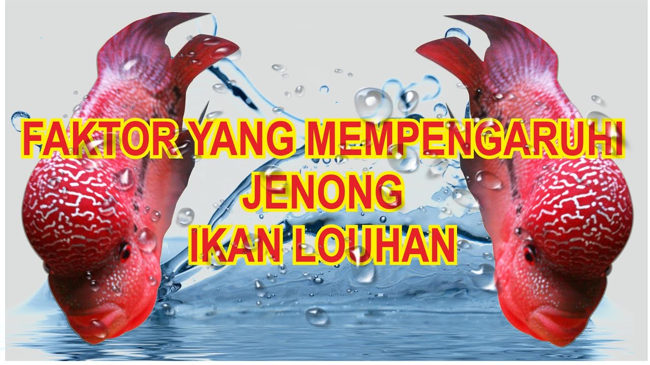 TIPS LOUHAN JENONG || FAKTOR LOUHAN JENONG