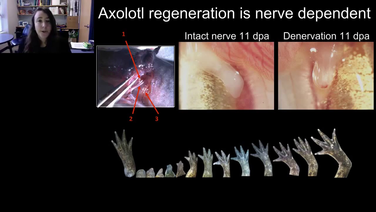 The axolotl salamander as a model for nerve-dependent regeneration