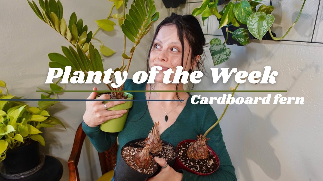 Planty of the Week | 'Cardboard fern'