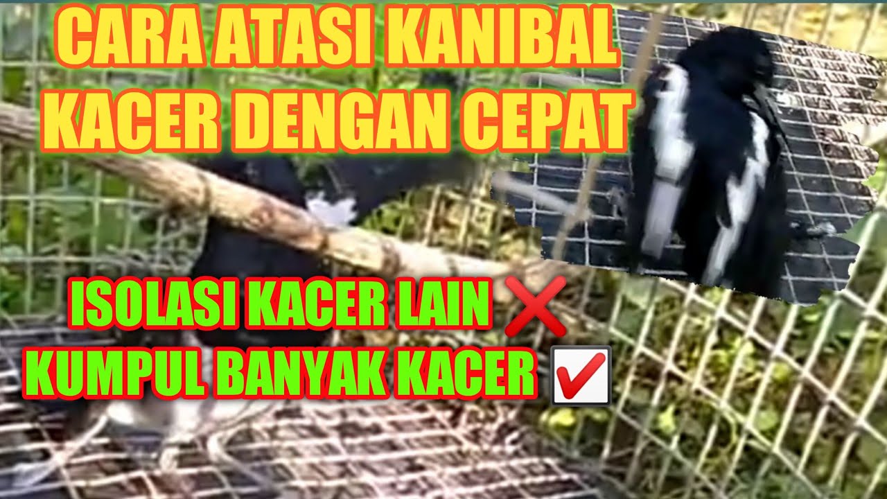 CARA MENGATASI BURUNG KACER KANIBAL