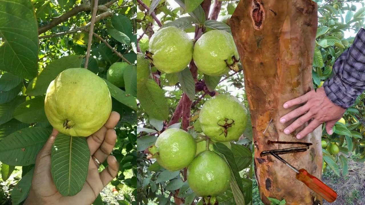 Capa y fertiliza &aacute;rbol de guayaba para que pegue todo el fruto