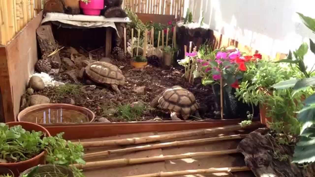 Tortuguero, terrario para tortugas chilensis - www.tortupedia.com