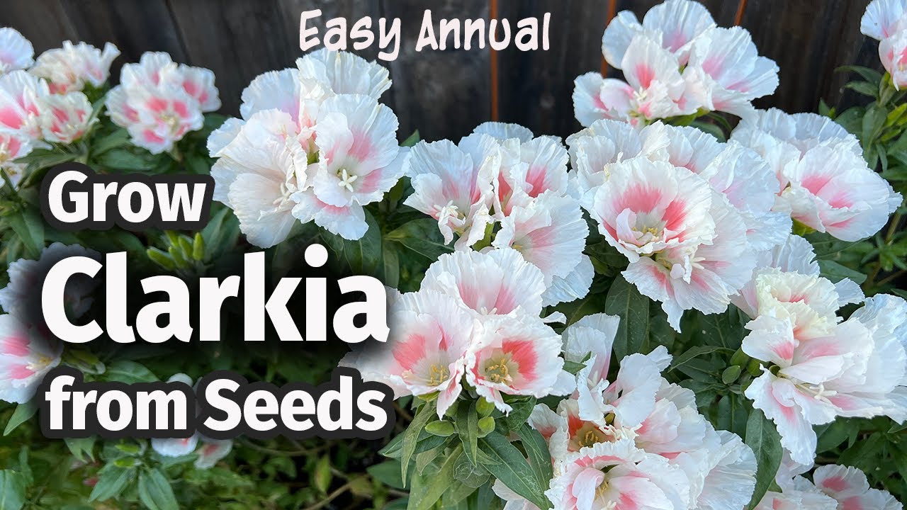 How to Grow Clarkia or Godetia from seed 🌸 | An Easy Annual Flower