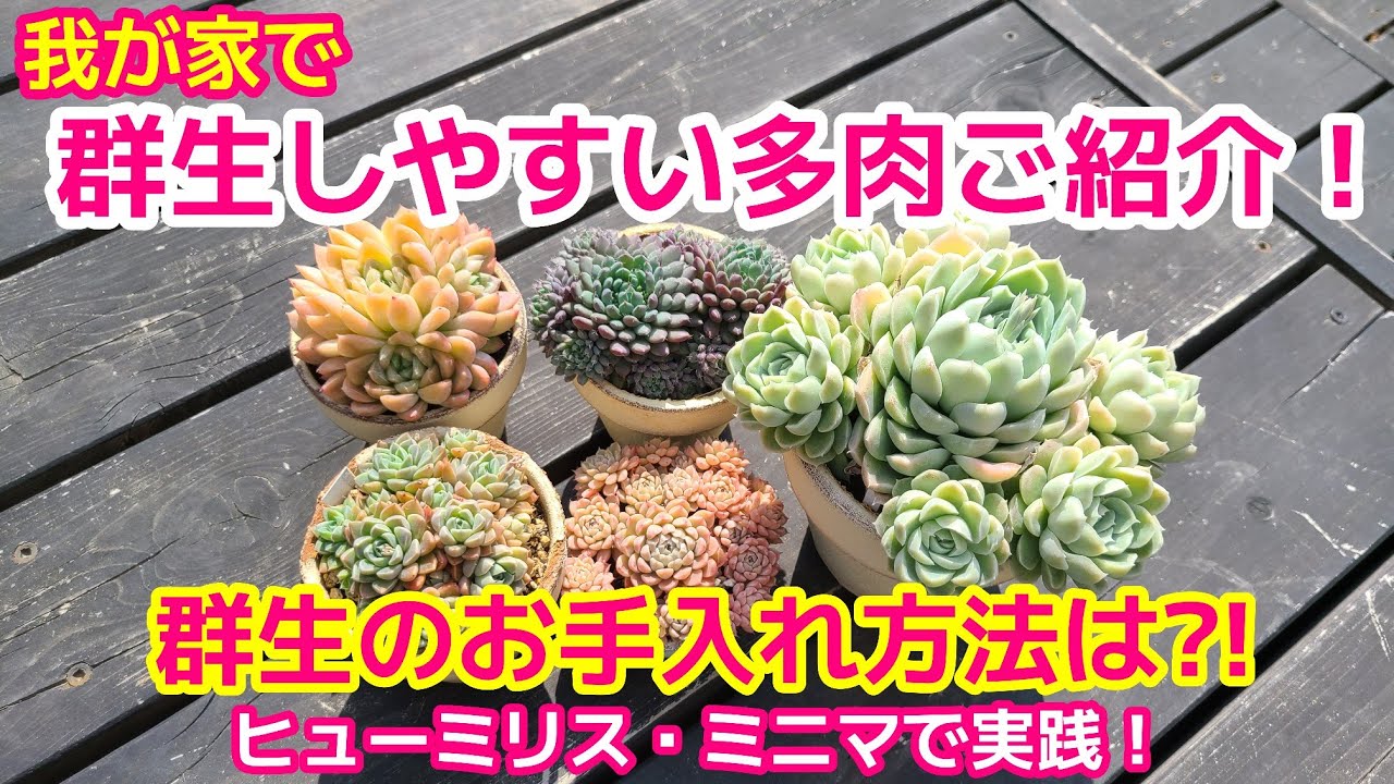 【多肉植物】群生しやすい多肉はどれ？春なので群生多肉お手入れします🎶