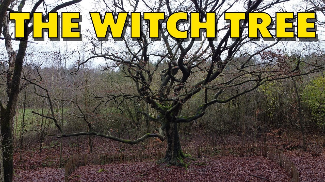 Witch tree Bladel | The Netherlands