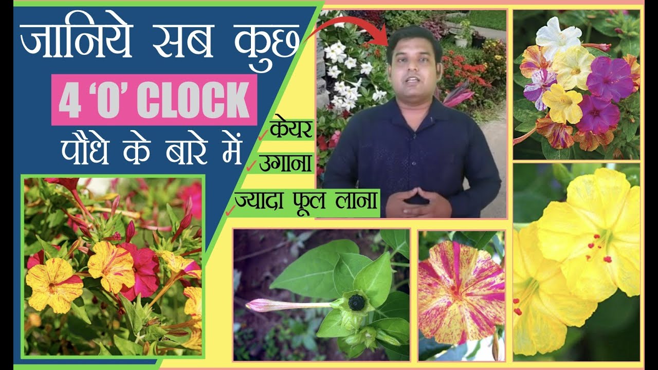 संझा फूल मिराबीलीस या 4 O'clock पौधे के बारे में जानिये सब कुछ ‍‍|| All About Mirabilis