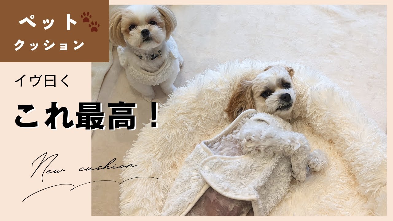 Amazonで買える！犬用のクッションベッドを購入してみました！【犬用品】